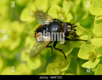 Igelfliege, Tachina fera Foto Stock