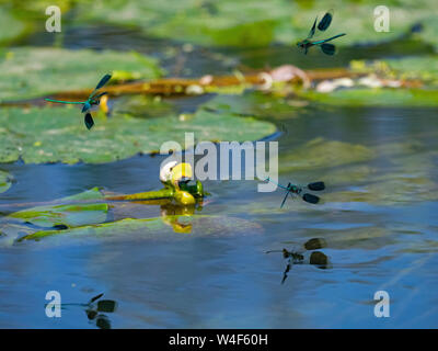 Banned Demoiselle Calopteryx splendens maschi in volo River wensum Norfolk Foto Stock