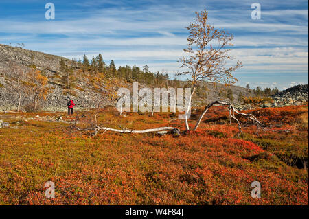 Parte superiore del Caduto: Scot pine (Pinus sylvestris) e montagna (betulla Betula pubescens ssp. czerepanovii), montagna Crowberry (Empetrum nigrum subsp. hermaphroditum), Cowberry (Vaccinium vitis-idaea), Mirtillo(Vaccinium myrtillus), Ruska tempo (autunno), Pallas-Yllastunturi National Park, Lapponia, Finlandia Foto Stock