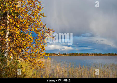Rainbow su Yllasjarvi Lago, Scot pine (Pinus sylvestris), betulla (Betula pubescens), Ruska tempo (autunno),la Lapponia, Finlandia Foto Stock