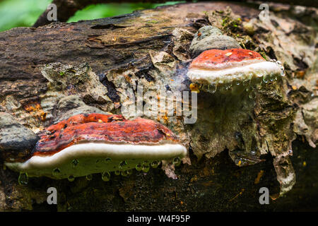 Una coppia di staffa fungo Ganoderma Applanatum deat sul tronco di albero con i principali di gocce di acqua sotto il cappello. Closeup shot con messa a fuoco selettiva e la sfocatura. Foto Stock