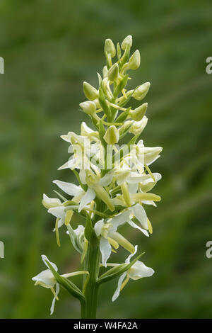 Minor Butterfly Orchid (Platanthera bifolia) Foto Stock