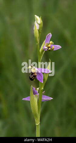 Bee Orchid (Ophrys apifera) Foto Stock