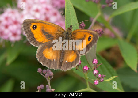 Gatekeeper o Hedge Brown, Pyronia tithonus, butterfly, sulla Spirea, Luglio Foto Stock