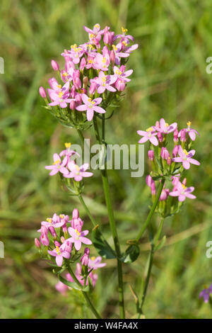 Centaury comune europea, Centaury Centaurium erythraea, fiori, Sussex, Regno Unito, Luglio Foto Stock