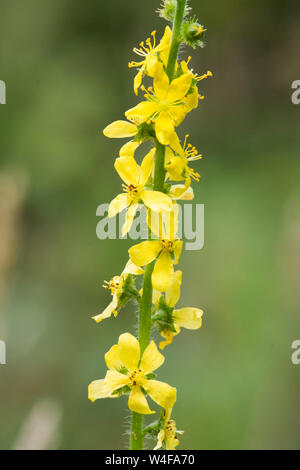 Agrimonia, Agrimonia eupatoria, fiori, Sussex, Regno Unito. Luglio Foto Stock