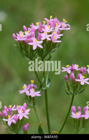 Centaury comune europea, Centaury Centaurium erythraea, fiori, Sussex, Regno Unito, Luglio Foto Stock