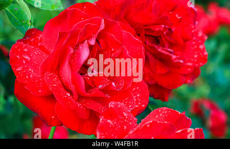 Immagine presa dopo una pioggia di estate. In prossimità di una splendida e grande fiore rosa. Gocce di pioggia fresca su rosso petali di rosa. Foto Stock