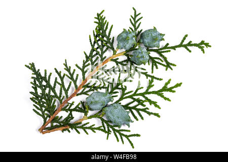 Thuja cinese con coni isolati su bianco Foto Stock