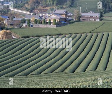 Giappone, Honshu, Prefettura di Shizuoka, Tè campi nei pressi della città Fuji Foto Stock