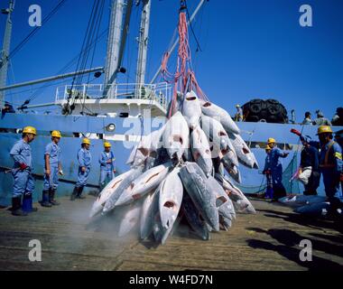 Giappone, Honshu, Shimizu, porto di pescatori, tonno congelato essendo scaricato dalla barca da pesca Foto Stock