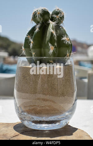 Vista in dettaglio di un po' di verde fiore di cactus in vaso di sabbia Foto Stock