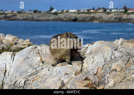 Un rock hyrax (Procavia capensis), chiamato anche badger rock, rock, coniglio e Cape hyrax, sulle rocce a Hermanus, Overberg, Sud Africa. Foto Stock