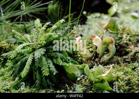 Round-lasciava sundew, Drosera rotundifolia, in peatmoss, Sundew, o impianto di rugiada, o lustwort, in un carnivoro di piccole dimensioni o insettivori, pianta di palude che Foto Stock