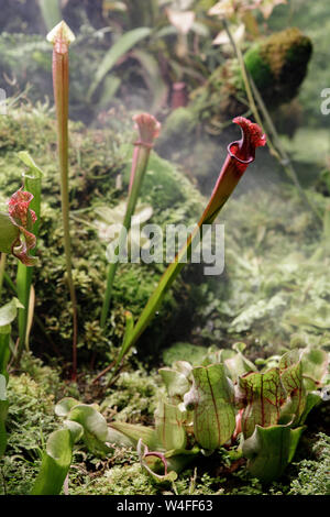 Sarracenia leucophylla, Sarraceniaceae, Nord America sud-est. Fiori esotici. Brocca carnivore piante Foto Stock