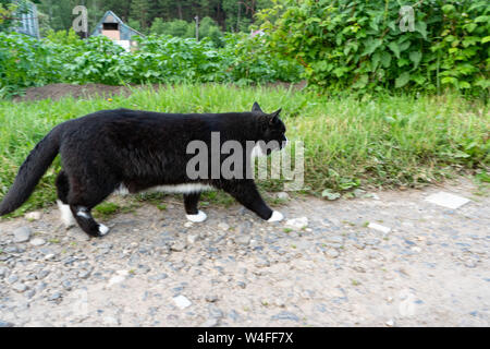 Bianco e nero gatto attentamente passeggiate lungo il sentiero di un giorno d'estate. Close-up Foto Stock