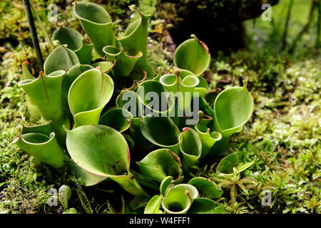 Close-up di piante carnivore Heliamphora tra le altre piante carnivore. Soft focus Foto Stock