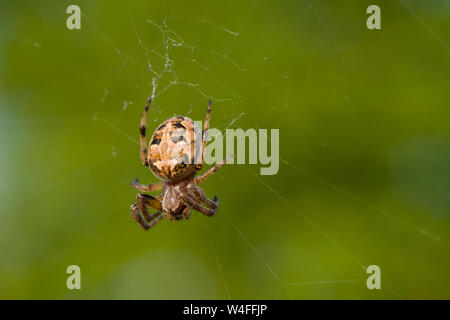 Un solco femmina Orb Spider (Larinioides cornutus) sul suo sito web all'Mineries Priddy in Mendip Hills, Somerset. Foto Stock