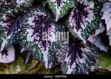 Begonia deliciosa è un popolare home pianta, Bright Foglie di diversi tipi di begonie sono riprese da vicino. Multi-colore di begonia foglie di diverse t Foto Stock