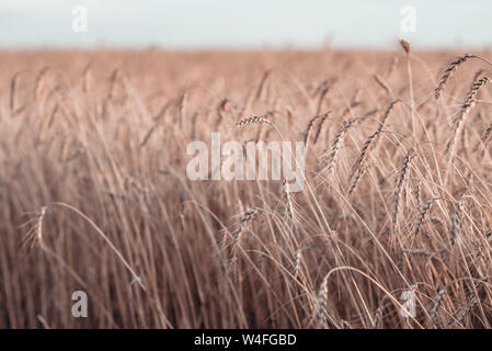 La barba di grano nel campo di grano in estate. Concetto di raccolto. Foto Stock