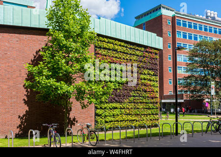 Il muro vivente, creato da Inleaf, sul Schuster edificio, Brunswick Park, Università di Manchester, Inghilterra, Regno Unito Foto Stock