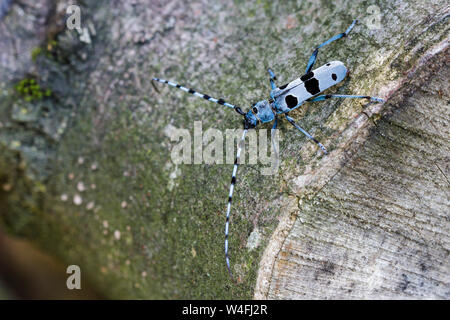 Alpine longhorn beetle, Alpenbock (Rosalia alpina) Foto Stock