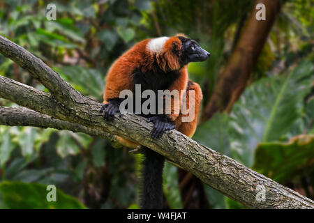 Rosso lemure ruffed (Varecia rubra / Varecia variegata rubra) nella struttura ad albero nella foresta pluviale, nativo di masoala, madagascar Foto Stock