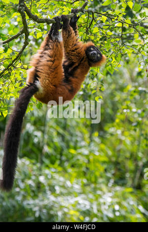 Rosso lemure ruffed (Varecia rubra / Varecia variegata rubra) nella struttura ad albero appeso sotto ramo, nativo di foreste pluviali di masoala, madagascar Foto Stock