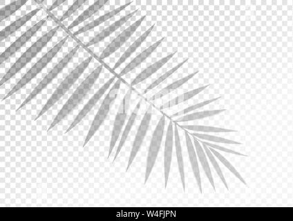 L'ombra trasparente effetto di sovrapposizione. Foglia Tropic Illustrazione Vettoriale