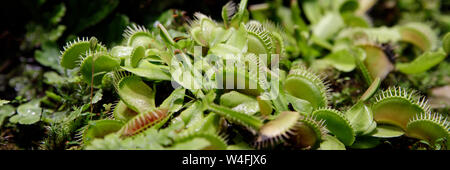 Carnivori di Venus Fly Trap Dionaea muscipula e Sundews Drosera capensis piante secernono enzimi digestivi s fino a quando l'insetto viene liquefatto e il suo così Foto Stock