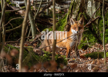 Red Fox, Rotfuchs (Vulpes vulpes vulpes) Foto Stock