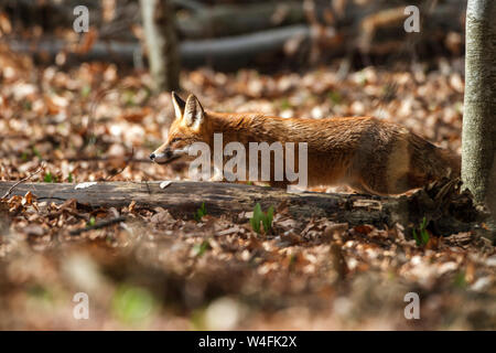 Red Fox, Rotfuchs (Vulpes vulpes vulpes) Foto Stock