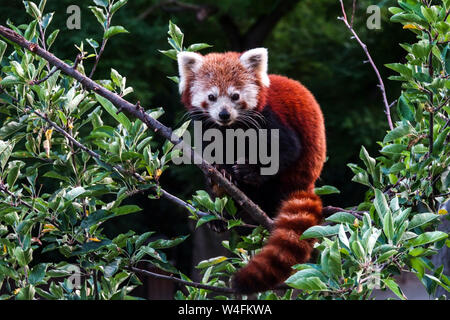 Panda rosso Ailurus fulgens adulti in Tree Treetop panda rosso Ailurus fulgens animale seduto sui rami Top of Tree Foto Stock
