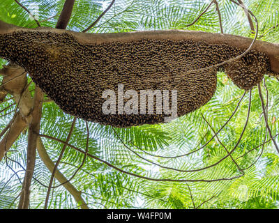 Primo piano grande arnia gigante di miele api su un ramo Foto Stock
