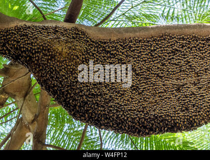 Primo piano grande arnia gigante di miele api su un ramo Foto Stock