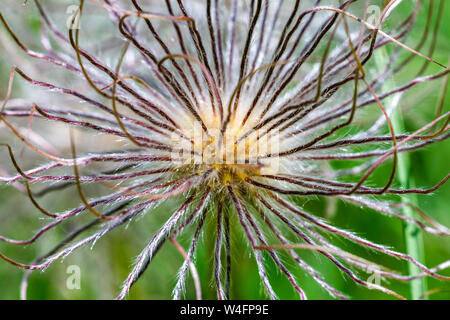 "Pasque flower, Gemeine Küchenschelle (Pulsatilla vulgaris) Fruchtstand Foto Stock