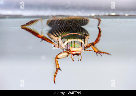 Grande diving beetle, Gelbrandkäfer (Dytiscus marginalis) Weibchen Foto Stock