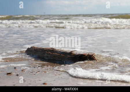 Driftwood sulla spiaggia del Mare del Nord, Zoutelande, Paesi Bassi Foto Stock