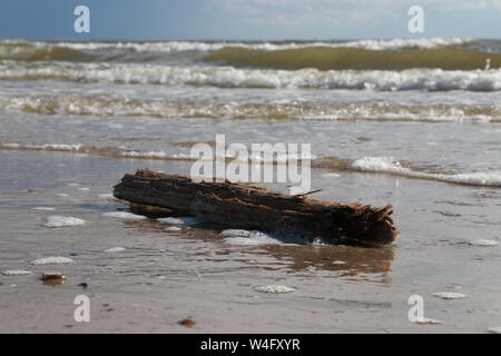 Driftwood sulla spiaggia del Mare del Nord, Zoutelande, Paesi Bassi Foto Stock