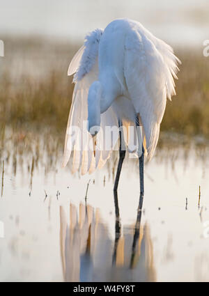 Airone bianco maggiore (Ardea alba). Myakka River State Park, Florida. Foto Stock