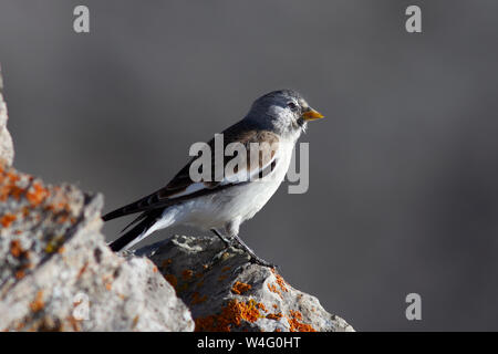 Bianco-winged snowfinch, Schneesperling (Montifringilla nivalis) Foto Stock