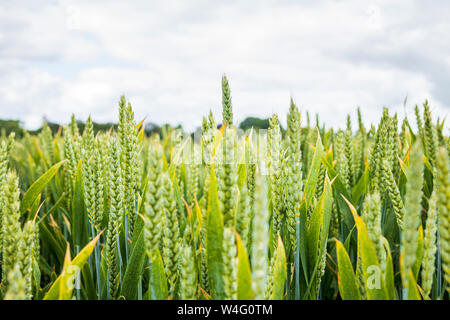 Coltivazione di grano che cresce in un campo in due Pot House, County Cork, Irlanda Foto Stock