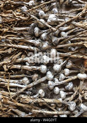 Appena raccolte bulbi di aglio su un suolo e sporcizia sullo sfondo. Cibo sano e concetto di organico Foto Stock