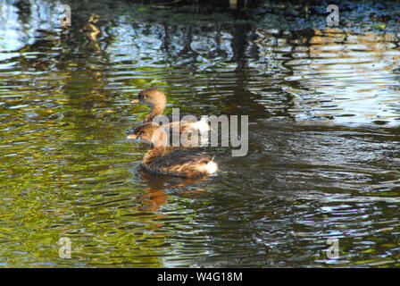 Due giovani wild Pied fatturati svassi galleggiante attraverso splendidamente riflessi colorati in Florida Everglades National Park. Foto Stock