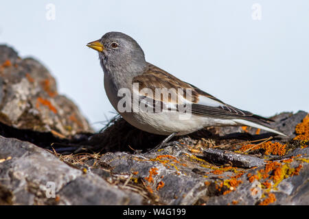 Bianco-winged snowfinch, Schneesperling (Montifringilla nivalis) Foto Stock