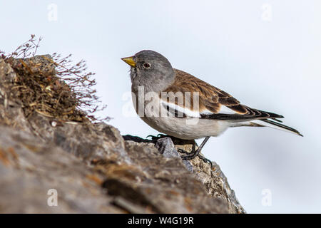 Bianco-winged snowfinch, Schneesperling (Montifringilla nivalis) Foto Stock