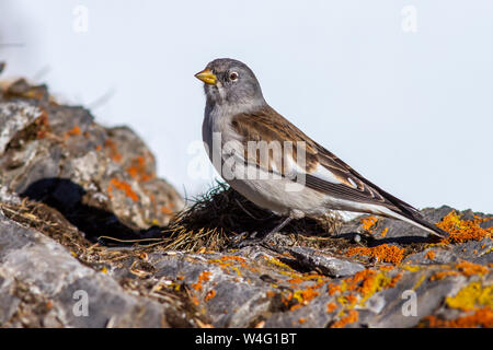 Bianco-winged snowfinch, Schneesperling (Montifringilla nivalis) Foto Stock