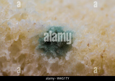 Rhizopus (pane stampo) è un genere di comuni funghi saprofiti, foto macro Foto Stock