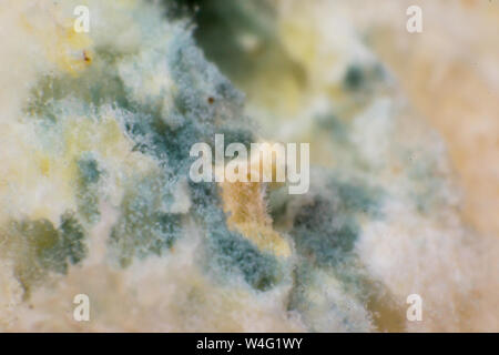 Rhizopus (pane stampo) è un genere di comuni funghi saprofiti, foto macro Foto Stock