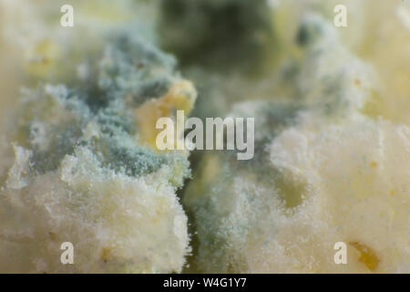 Rhizopus (pane stampo) è un genere di comuni funghi saprofiti, foto macro Foto Stock